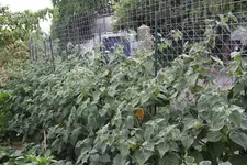 IMG_0592.jpg