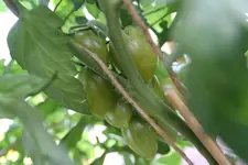 IMG_0395.jpg