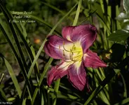 IMG_5370-3.webp