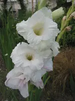 001.webp