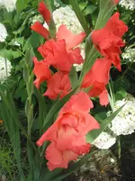 005.webp