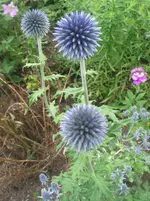 009.webp