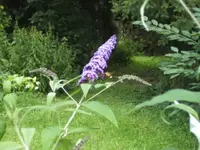 BILD5485.webp