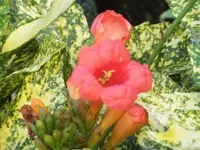 Bilda022.webp