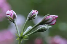 _MG_3130.webp