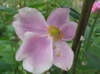 003.webp