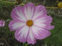 004.webp