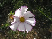 006.webp