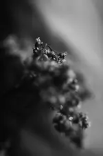 _MG_3149.webp
