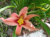 crimson sämlin_1024x768.webp
