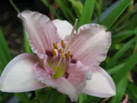 sil. jerome pillo_1024x768.webp