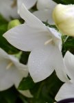 DSC_3209.jpg