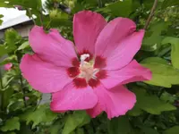 DSCI0067.webp