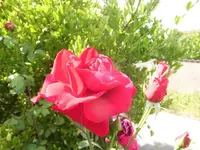 DSCI0064.webp