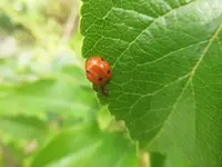 Bilda046.webp