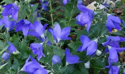 blue (83).webp