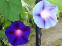 blue (82).webp