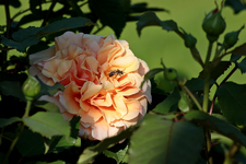 Caramella_Blüte_Licht_Schatten_05062016_900.webp