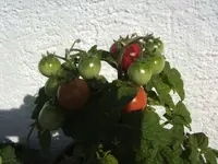 BILD5513.webp