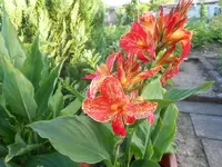 DSCN1732.webp