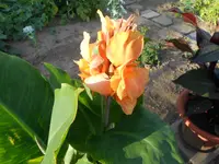 DSCN1735.webp