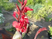 DSCN1736.webp