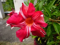 P1040541.webp
