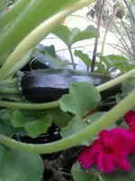 Zucchini.webp