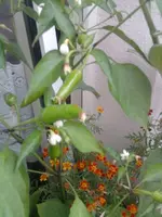 Chili.webp
