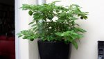 20160730_110527.jpg