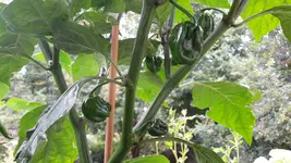 20160730_110406.webp