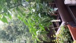 20160730_110424.jpg