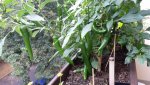 20160730_110446.jpg
