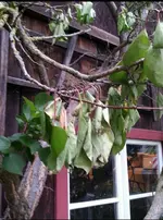 Marille 3.webp