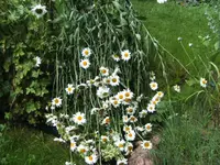 BILD5474.webp