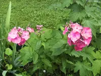 BILD5491.webp