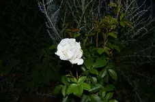 DSC_0064.webp