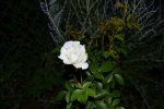 DSC_0064.jpg