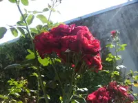 BILD5514.webp
