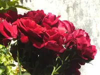 BILD5481.webp