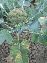 20160803_180907.webp