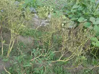 20160803_181221.webp