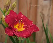 IMG_5406-2.webp