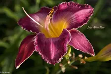 IMG_5505-2.webp