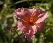 IMG_5518-2.webp