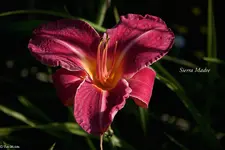 IMG_5522-2.webp