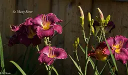 IMG_5531.webp