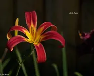 IMG_5532-2.webp