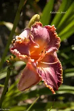 IMG_5540-2.webp