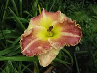 cherry eyed pumpkin_1024x768.webp